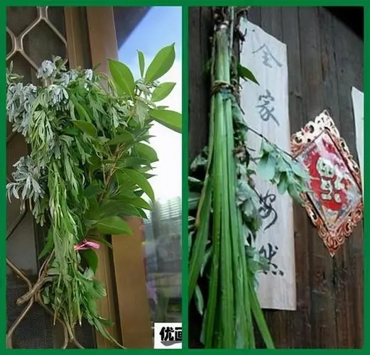 端午节与艾草：传统习俗中的健康祈愿与文化传承